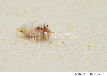 宮古島のヤドカリ 36346703