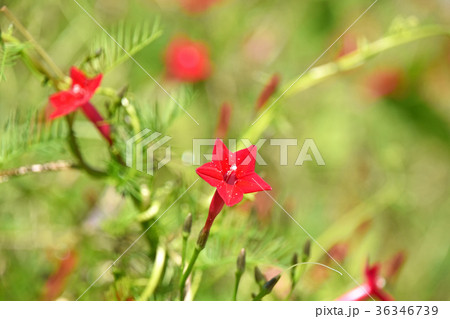 ルコウソウ 縷紅草 の写真素材