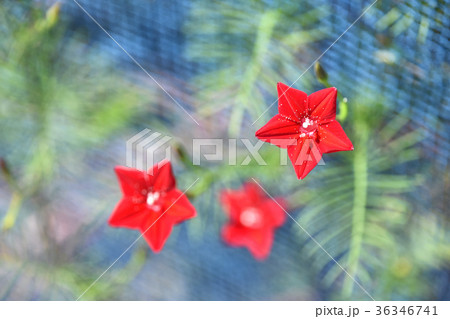 ルコウソウ 縷紅草 の写真素材