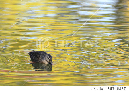 紅葉時期のカルガモ 36346827