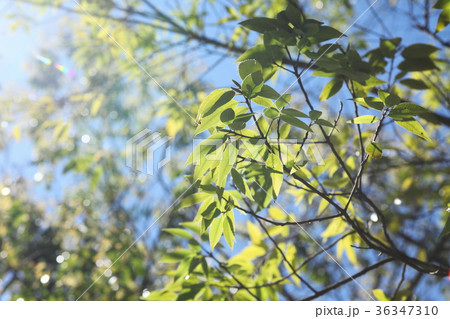 シラカシの若葉と青空 36347310