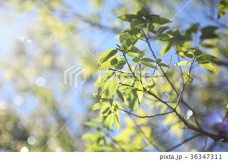シラカシの若葉と青空 36347311