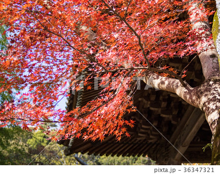 【伊豆】秋の修禅寺風景【鐘楼・紅葉・もみじ】 【伊豆】秋の修禅寺風景【鐘楼・紅葉・もみじ】 36347321