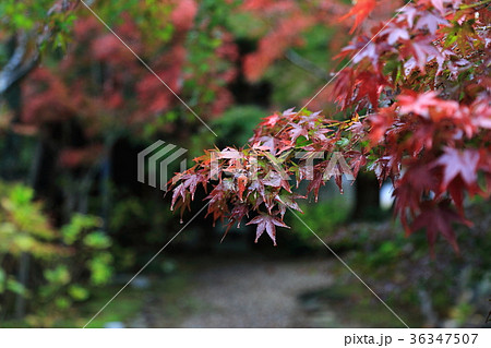 石庭・23（岐阜県岐阜市三輪：三輪山真長寺） 36347507