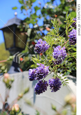 京成バラ園 紫色の花 京成バラ園 紫色の花 36347835