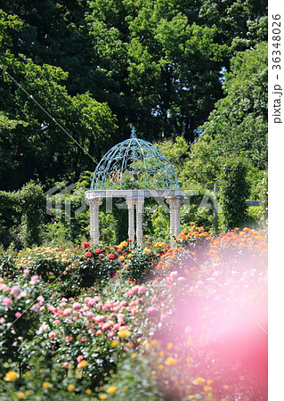 京成バラ園　満開のバラ園 36348026