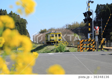 春のいすみ鉄道　踏切 36348136