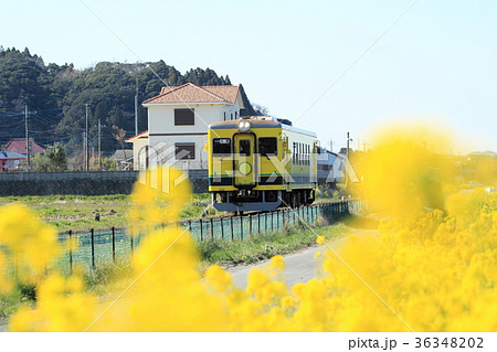 春のいすみ鉄道 36348202