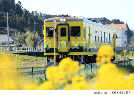 春のいすみ鉄道 36348204