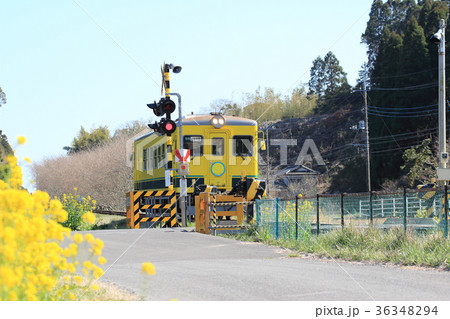 春のいすみ鉄道　踏切 36348294