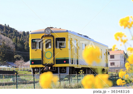 春のいすみ鉄道 36348316