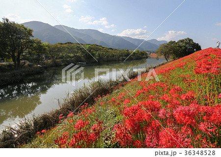 津屋川の彼岸花　岐阜県 36348528