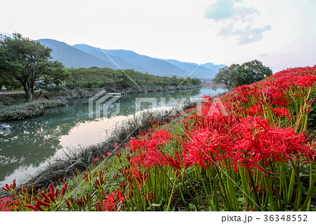 津屋川の彼岸花 岐阜県 津屋川の彼岸花 岐阜県 36348552