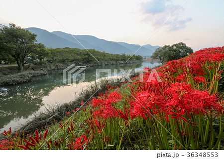 津屋川の彼岸花 岐阜県 津屋川の彼岸花 岐阜県 36348553
