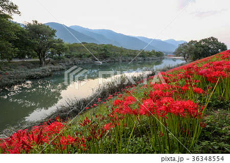 津屋川の彼岸花　岐阜県 36348554