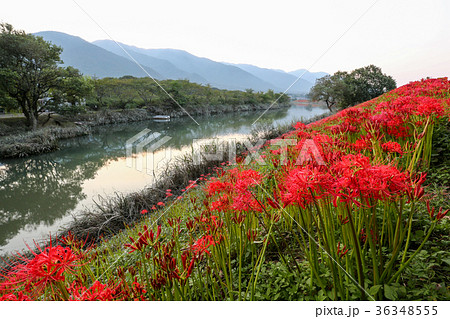 津屋川の彼岸花 岐阜県 津屋川の彼岸花 岐阜県 36348555