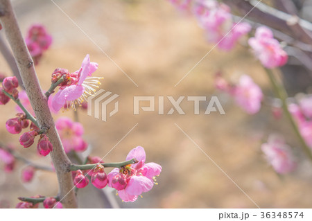 梅の花 早春 梅の花 早春 36348574
