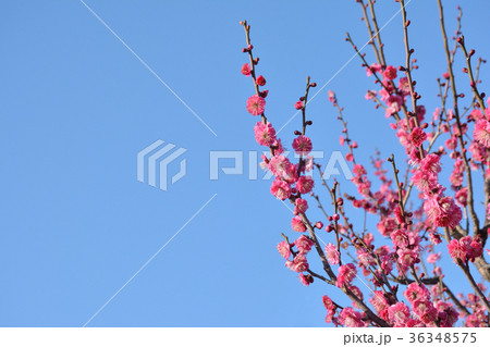 梅の花　青空 36348575