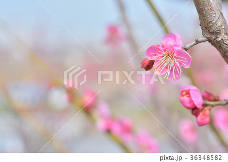 梅の花　早春 36348582