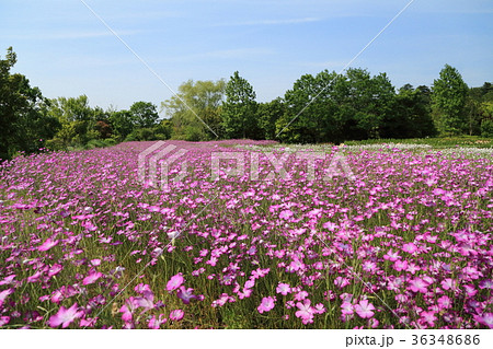 清水公園　むぎなでしこの花 36348686