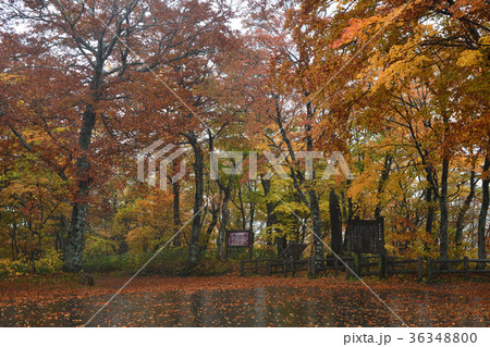三階の滝・滝見台駐車場の紅（宮城県） 36348800