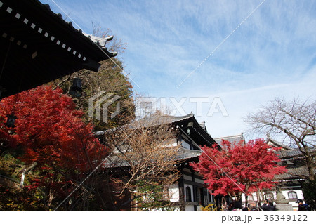 紅葉　鎌倉　長谷寺　Kamakura-city Hasedera-temple 36349122