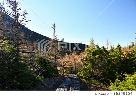 奥庭・奥庭自然公園の紅葉(山梨県) 奥庭・奥庭自然公園の紅葉(山梨県) 36349154