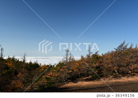 奥庭から雲海・奥庭自然公園の紅葉(山梨県) 奥庭から雲海・奥庭自然公園の紅葉(山梨県) 36349156