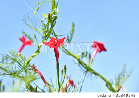 ルコウソウ（縷紅草） 36349548