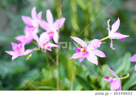 ランの花 ランの花 36349602