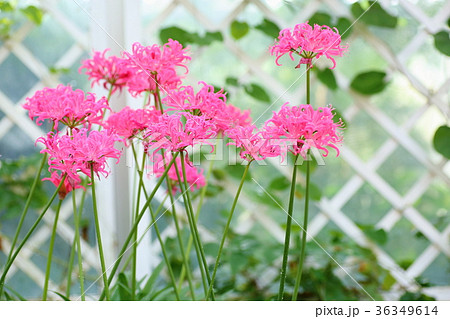 ネリネの花 ネリネの花 36349614
