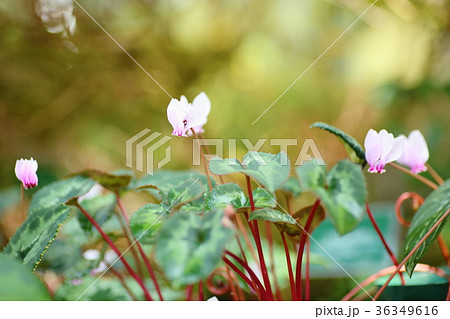 シクラメンの花 シクラメンの花 36349616