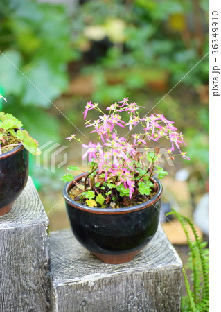 ダイモンジソウの花 ダイモンジソウの花 36349910