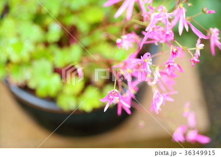 ダイモンジソウの花 ダイモンジソウの花 36349915