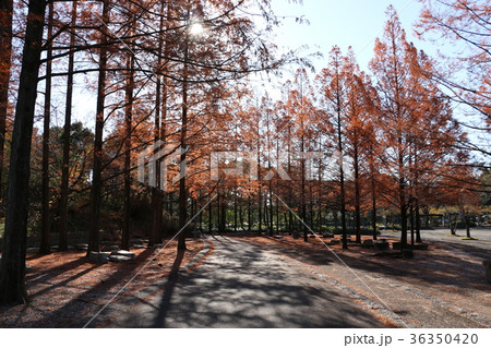 メタセコイアの紅葉 36350420