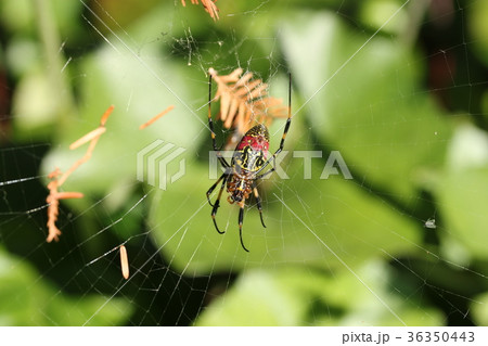 ジョロウグモ 36350443