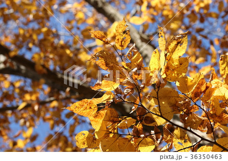イヌシデの紅葉 イヌシデの紅葉 36350463