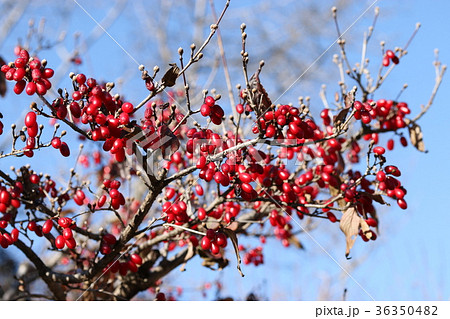 サンシュユの実 36350482