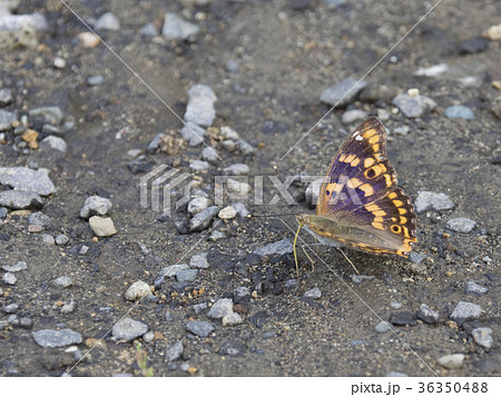 コムラサキ（蝶） 36350488