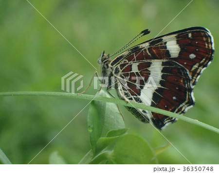 アカマダラ（蝶） 36350748
