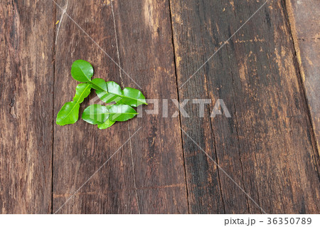 Kaffir lime leaves on wooden floor background  36350789