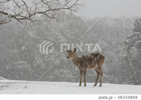 雪景色　飛火野の鹿 36350808
