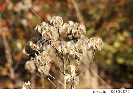 フヨウの実 36350876