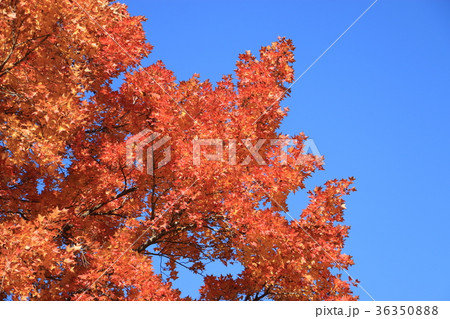 フウの紅葉 36350888