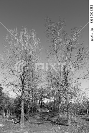 モミジバフウの並木道 36350893