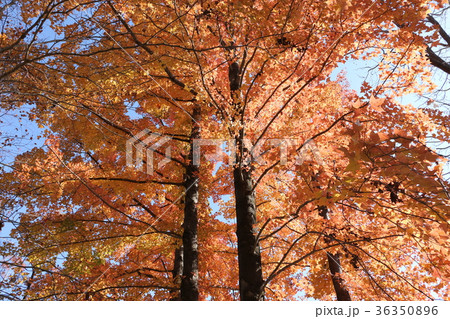 フウの紅葉 36350896