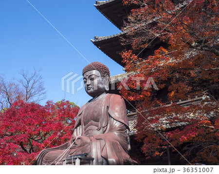 晩秋の八事興正寺 晩秋の八事興正寺 36351007