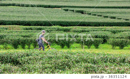 Men riding a bicycle at Singha park Chiang Rai, Thailand. 36351124