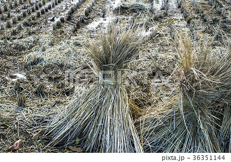 稲刈りの済んだ水田 36351144