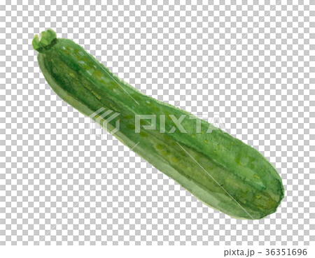 水彩插圖：西葫蘆 36351696